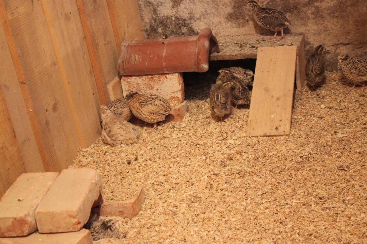 Ferienwohnungen Zwergbachhof Haunsheim エクステリア 写真